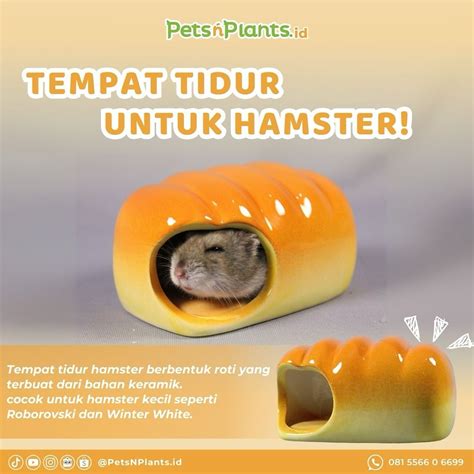 VIDEO PORNO HAMSTER bahan ringan — 50 Segera atur serangan image 3
