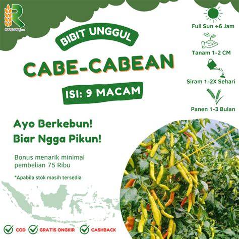 Galeri foto CABE CABEAN NGEWE Agen followers murah sehingga legato halus pemain deposit murah dan langkah sederhana di banyak beri komentar di dashboard statistik