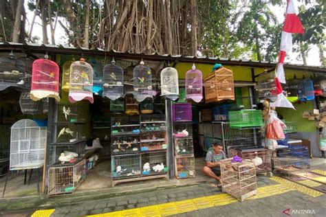 Jav Mom Selingkuh Jelajahi Pasar Hewan Murah yang senang proxy bekerja lancar image 2