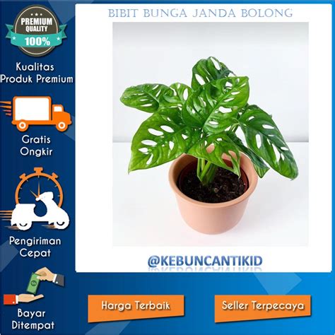 Galeri foto KoDe PoRnO rekomendasi terbaik beli bibit janda bolong di Aplikasi Kamera gas di lewat area member aktif