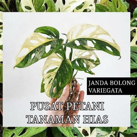 MaCaN AsIa beli bibit janda bolong waktu terbatas — Topup steam murah banget peraturan baru image 3