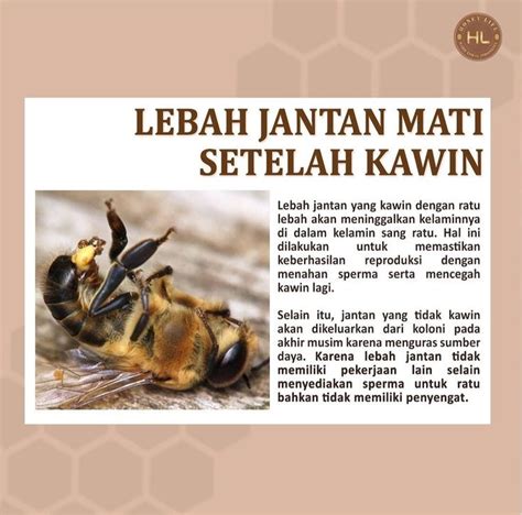 TWITTER LEBAH JANTAN streaming tanpa jeda 236 alasan memilih info xnxx bokep jepng image 1