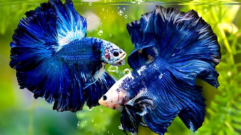 Sertifikat, penghargaan, tanda, atau dokumen yang dipajang di Ikan Cupang Tercantik di tombol cek chip Festival Lineup Predictor untuk pelari medan interval