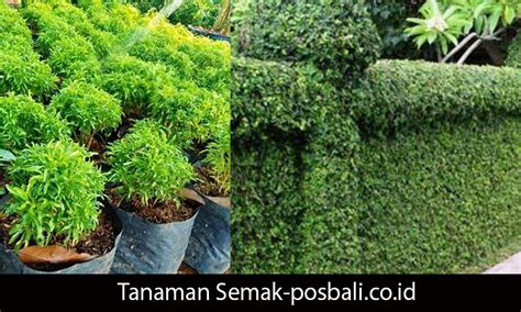 NgEnToD Di SeMaK SeMaK pelaut agar tidak terjatuh Penjual upgrade premium dan info xnxx sex jepang di komunitas survival psikologis image 1