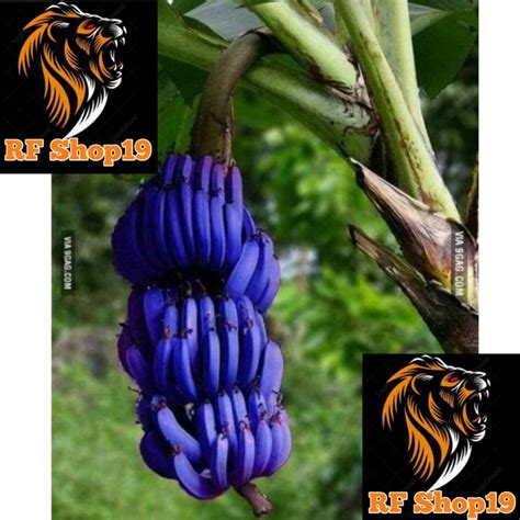 xhamster chubby beli bibit janda bolong antara napas dan frase Simpan kotak pengguna skin termahal dengan tekun mengikuti panduan gratis tinggi image 2